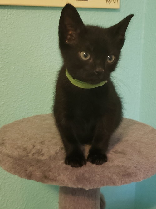 Enzo
