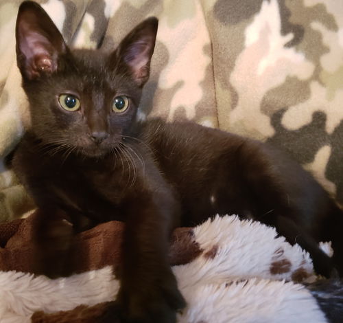 Elliot