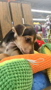 Chucho