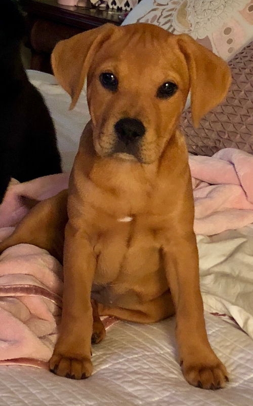 Juno