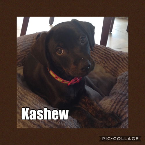 Kashew