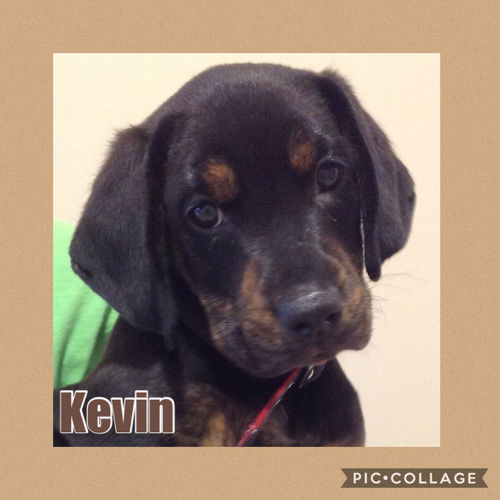 Kevin
