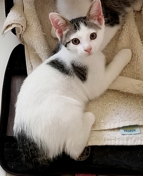 Minnie