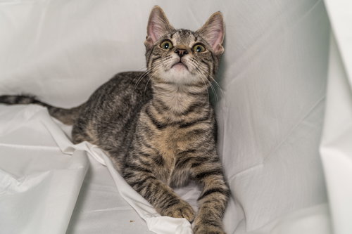 LuLu