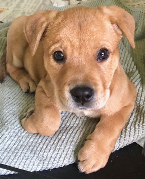 Perro