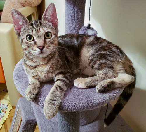 Nala