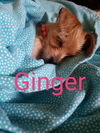 Ginger