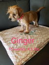 Ginger