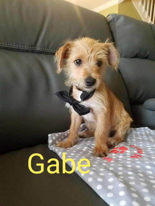 Gabe