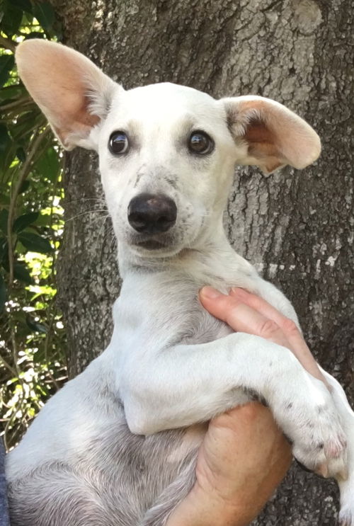 Petey