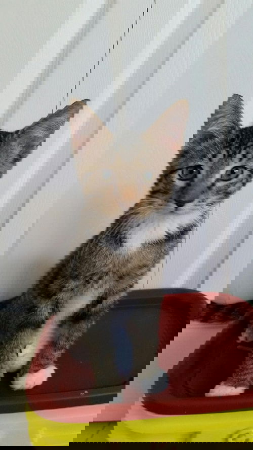 George