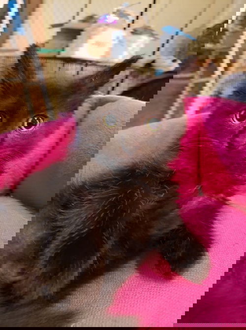 Java