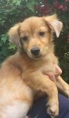 Rigley