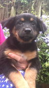 Shena
