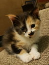Lyra