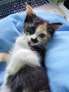 Lyra
