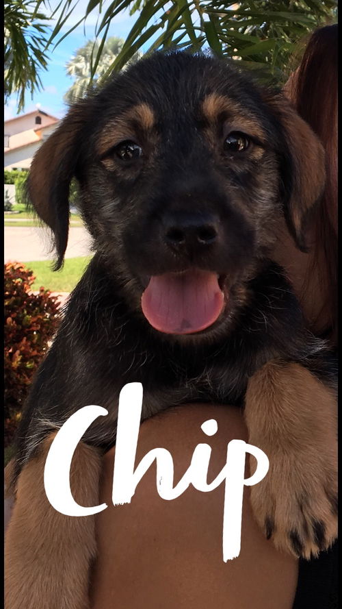 Chip