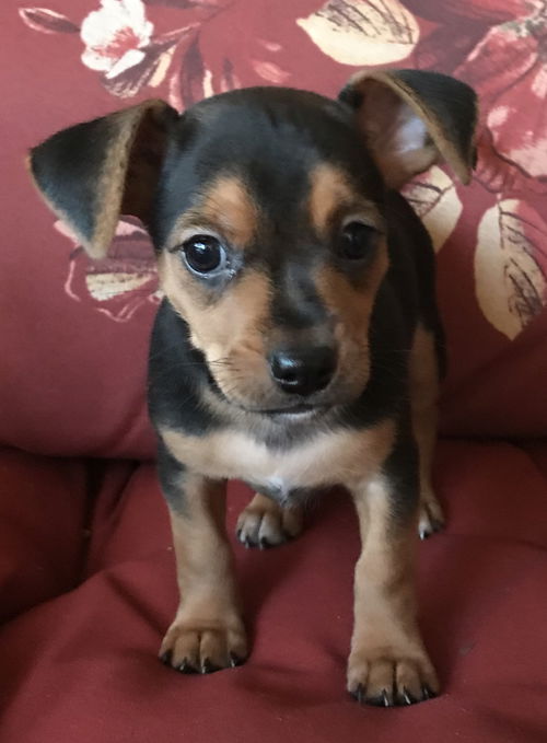 Jax