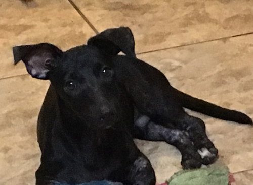 Essi