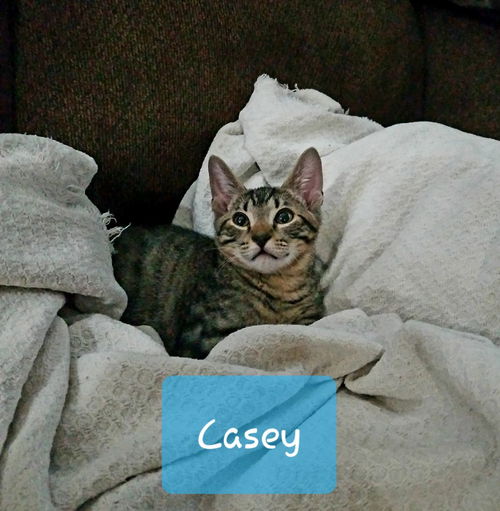 Casey