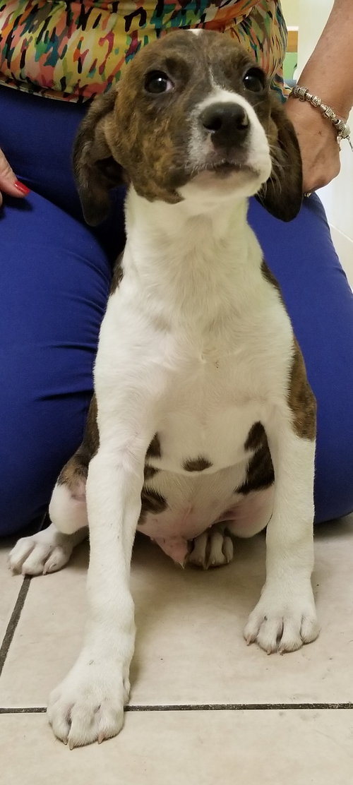 Milo