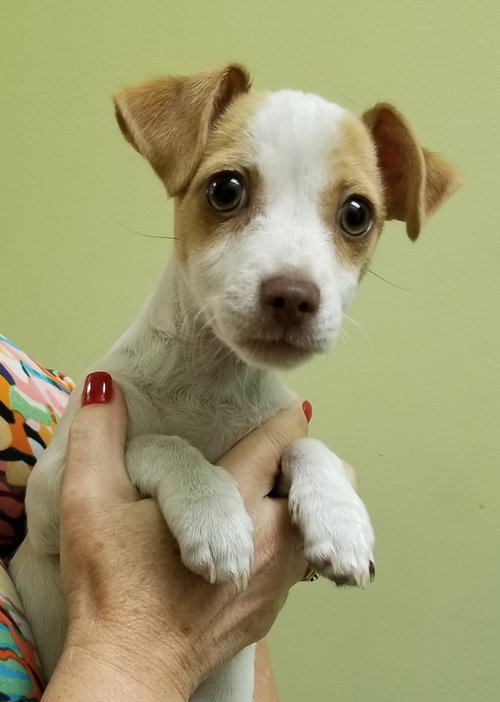 Rosie