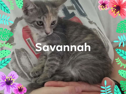 Savannah