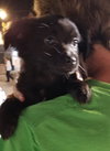 Merlin