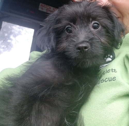 Merlin
