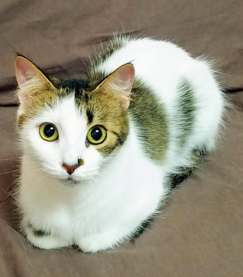 Meg