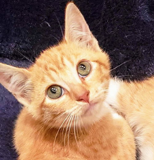 Cheeto