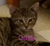 Cate