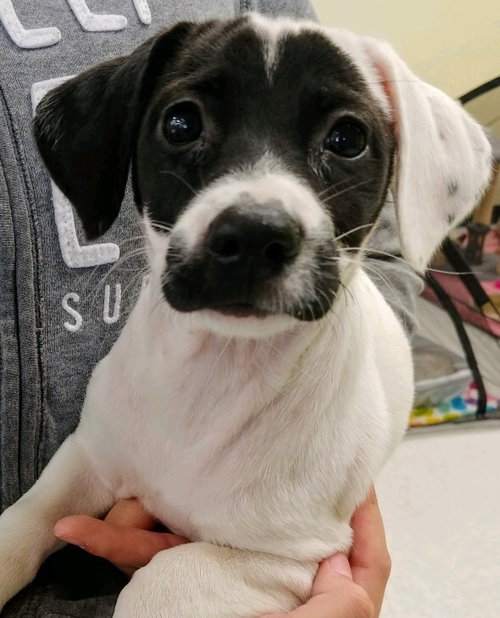 Pippa
