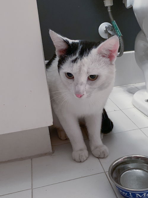 Chico