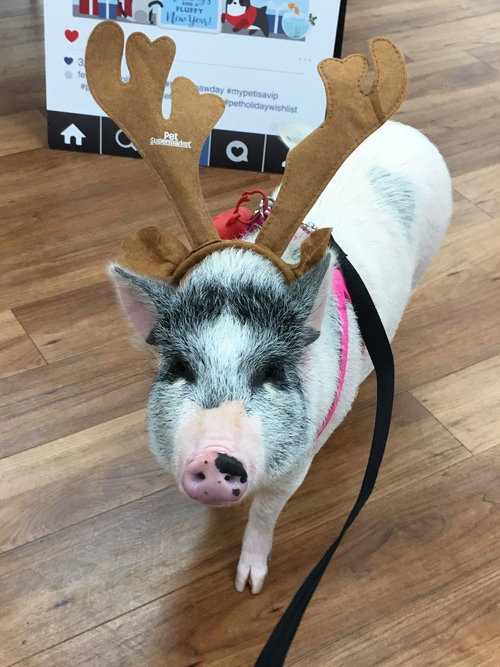 Piggy
