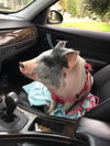 Piggy