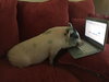 Piggy