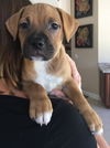 Rocco