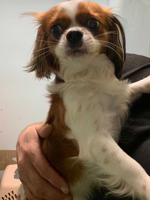 Lu