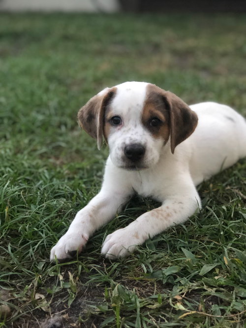 Maverick