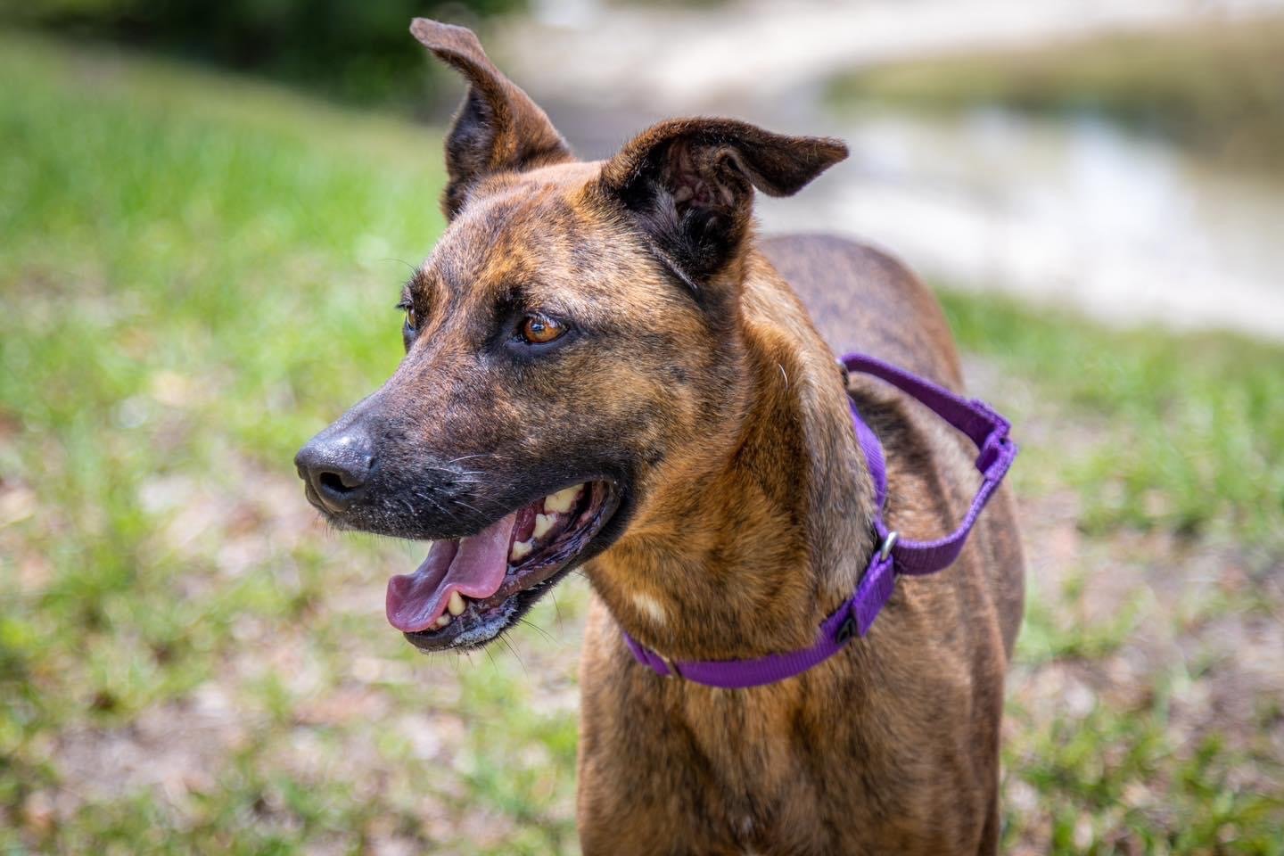 adoptable Dog in Royal Palm Beach, FL named Nala