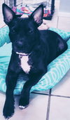 Rosie