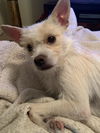 Bella