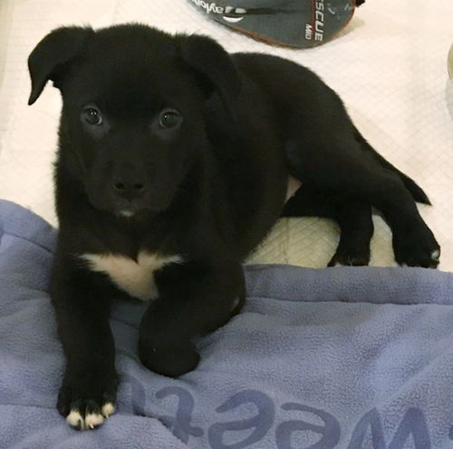 Delilah