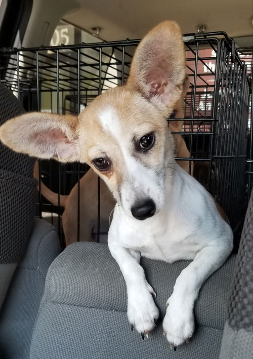 Chiqui