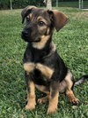 Cooper
