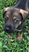 Cooper