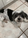 Toby