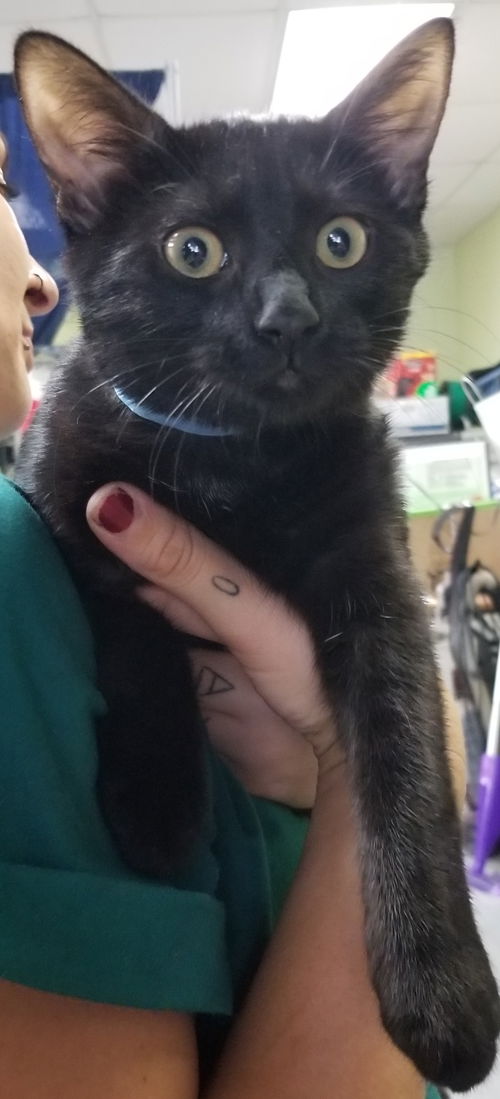 Elsie