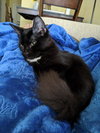 Pixie
